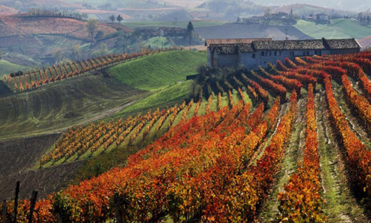 Wine Resort in Piedmont Italy